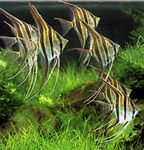 Аквариумный комплекс "Альтум". 
            Скалярия "Альтум".