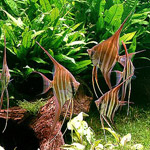 Аквариумный комплекс "Альтум". 
            Скалярия "Альтум".