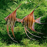 Аквариумный комплекс "Альтум". 
            Скалярия "Альтум".