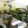  ,    (Anubias coffeefolia)